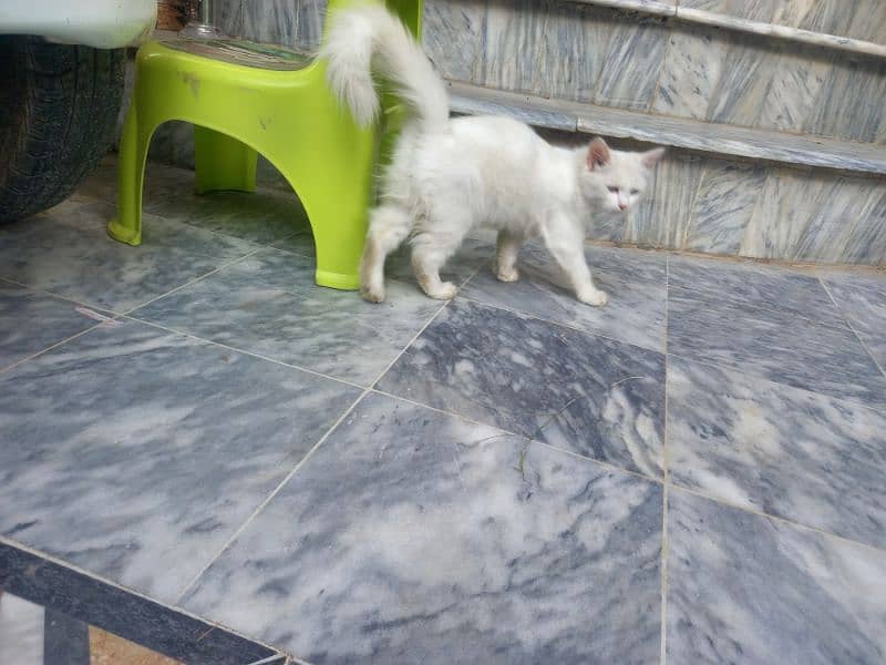 cats for sale 9