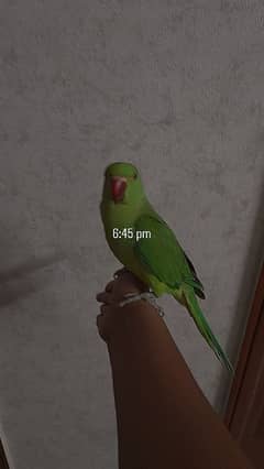 handy team parrot