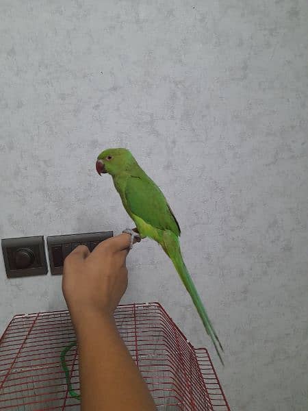 handy team parrot 2