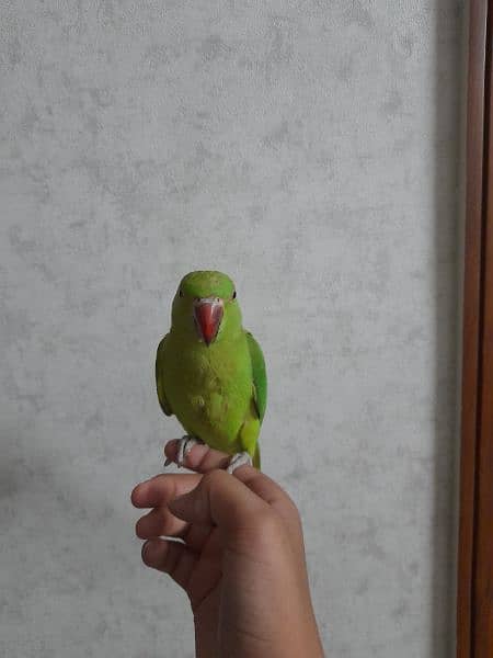 handy team parrot 3