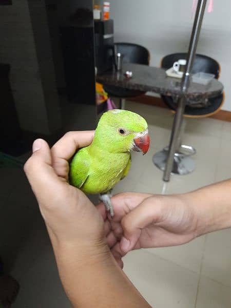 handy team parrot 4