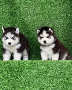 siberian husky puppies