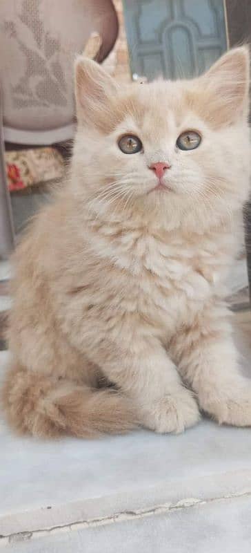 Persian cat | persian kitten for sale | urgent sale | 03225990226 3