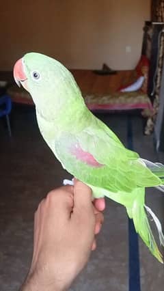 Kasmiri Raw Parrot for sale