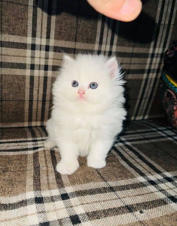 Persian cat | persian kitten for sale | urgent sale | 03225990226 1