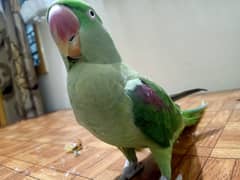 Raw Female parrot, Jambo Size, Fully Hand Tame available for sale.