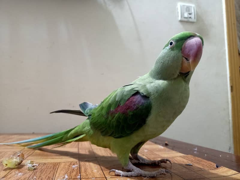 Raw Female parrot, Jambo Size, Fully Hand Tame available for sale. 3