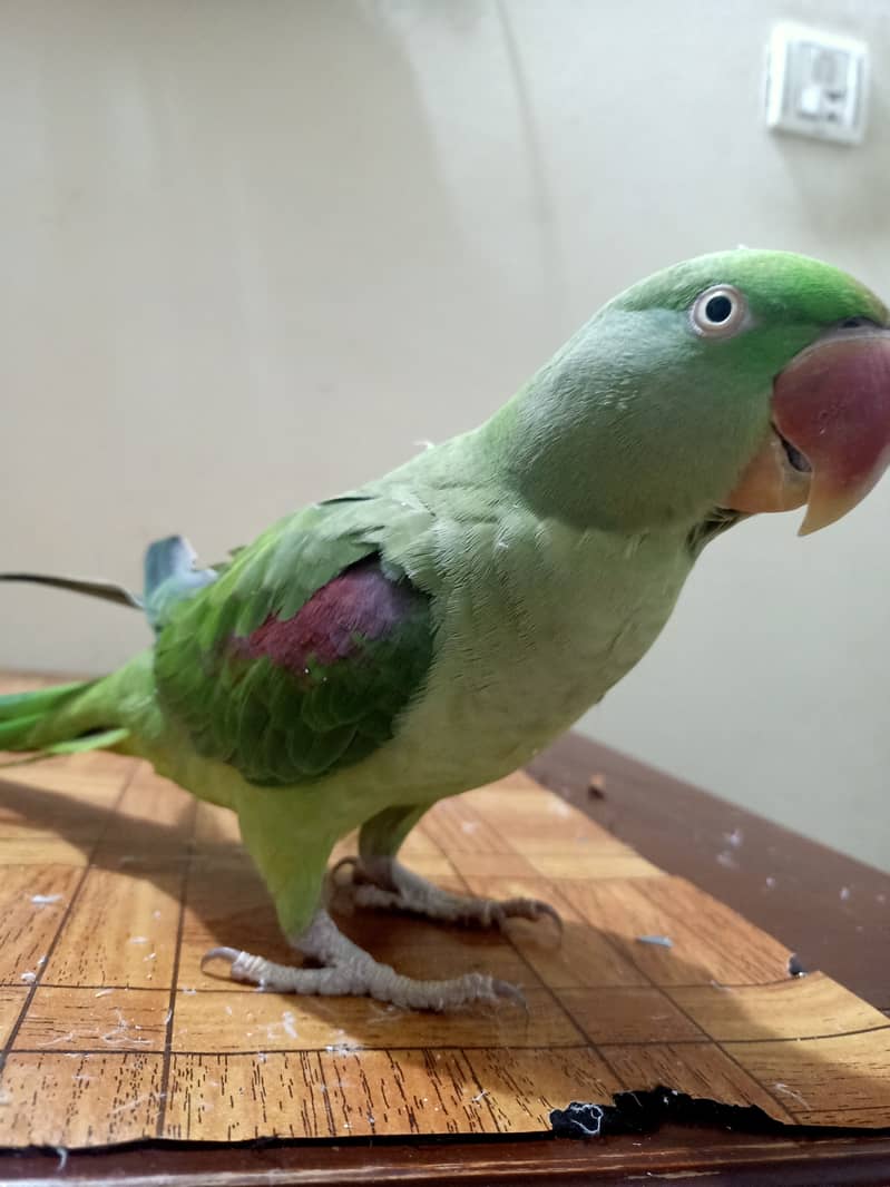 Raw Female parrot, Jambo Size, Fully Hand Tame available for sale. 4