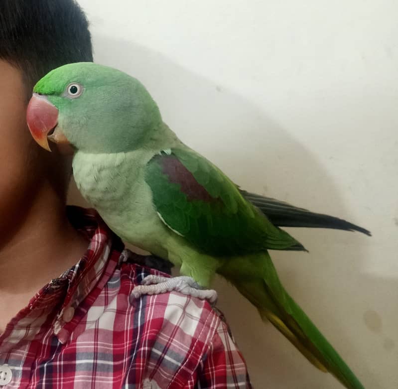 Raw Female parrot, Jambo Size, Fully Hand Tame available for sale. 5