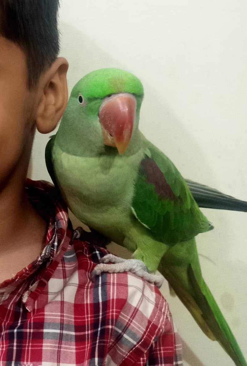 Raw Female parrot, Jambo Size, Fully Hand Tame available for sale. 6