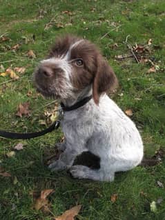 german wirehaired pointer female