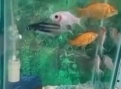 Fishes