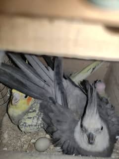 2 Cockatiel Pairs With Eggs, Cockatiel Male (Singing Guarenteed), Cage