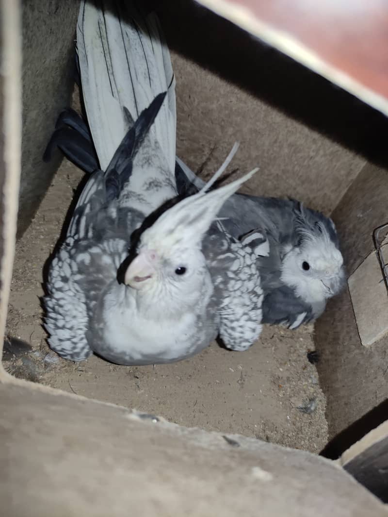 2 Cockatiel Pairs With Eggs, Cockatiel Male (Singing Guarenteed), Cage 1