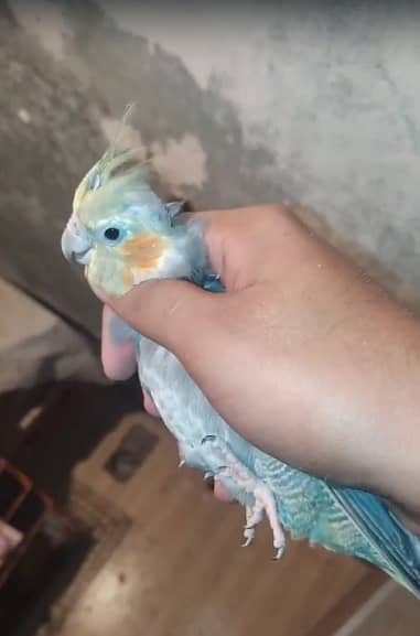 2 Cockatiel Pairs With Eggs, Cockatiel Male (Singing Guarenteed), Cage 2