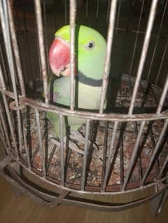 talking hand tame jumbo kashmiri parrot 0