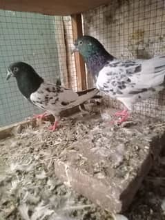 Pure Teddy Male pigeons