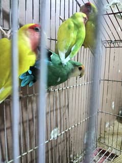 lotino  color love bird