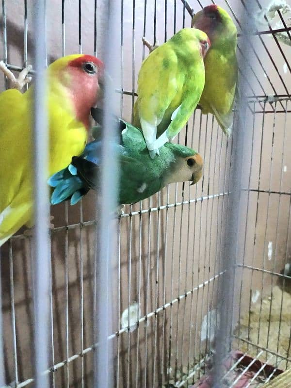 lotino  color love bird 1