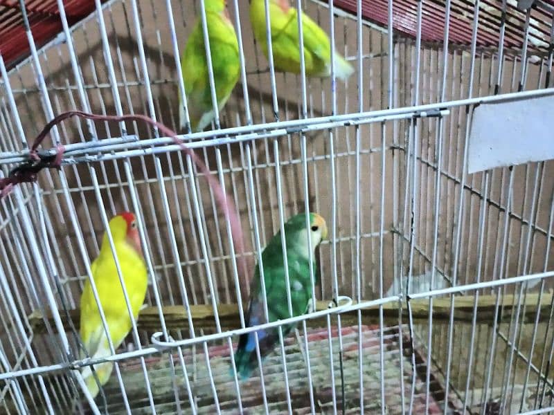 lotino  color love bird 2