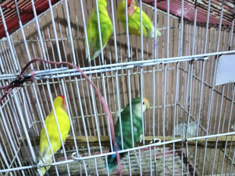 lotino  color love bird 3