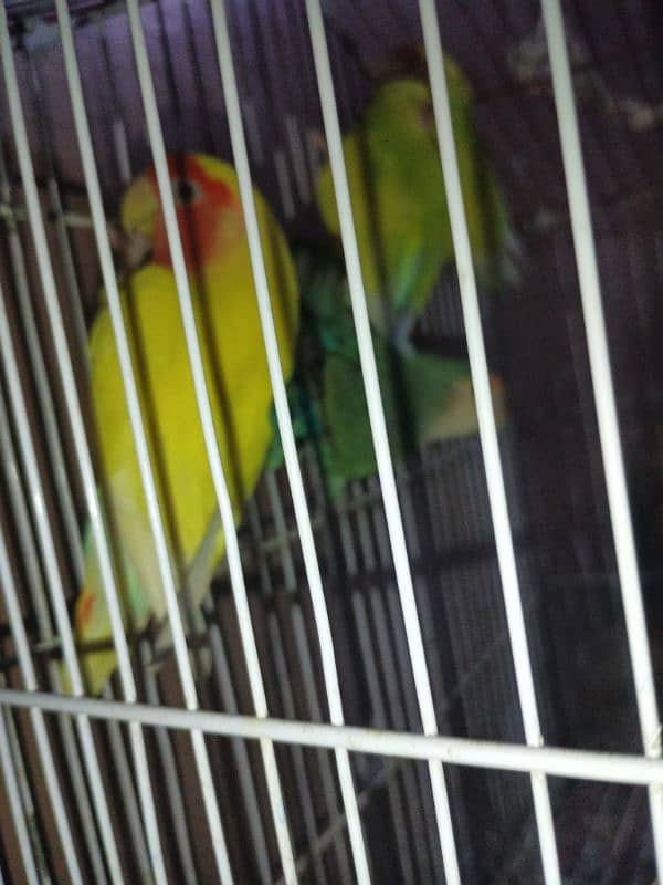 lotino  color love bird 4