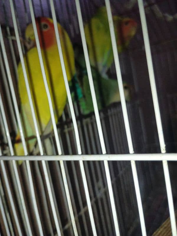 lotino  color love bird 5