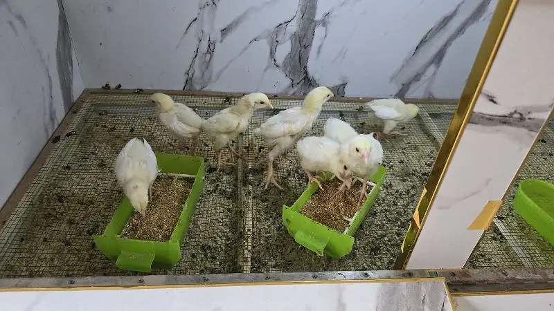 King size o shamo/high quality/white shamo chicks/aseel shamo chick — photo 5