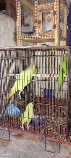 green parrots 0