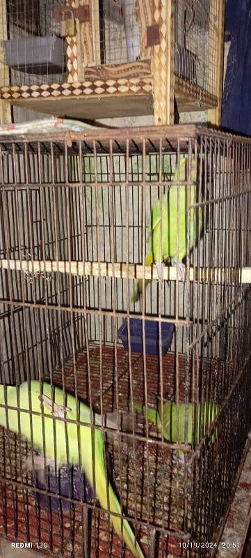 green parrots 1