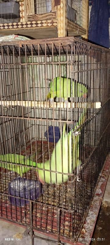 green parrots 2