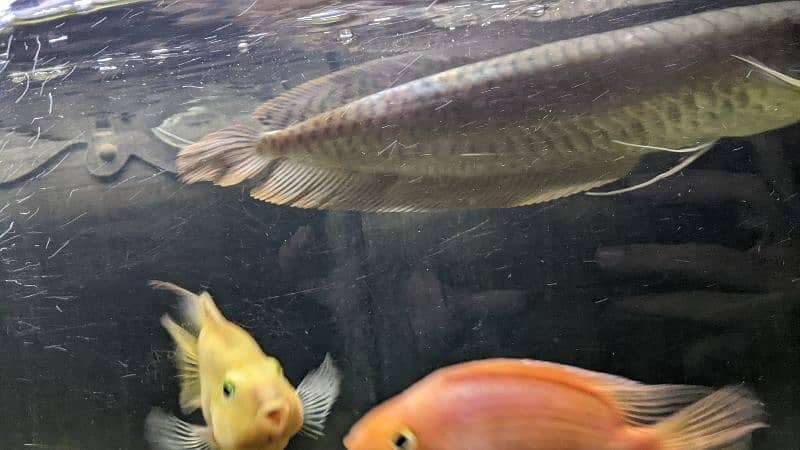 Arowana Silver 2