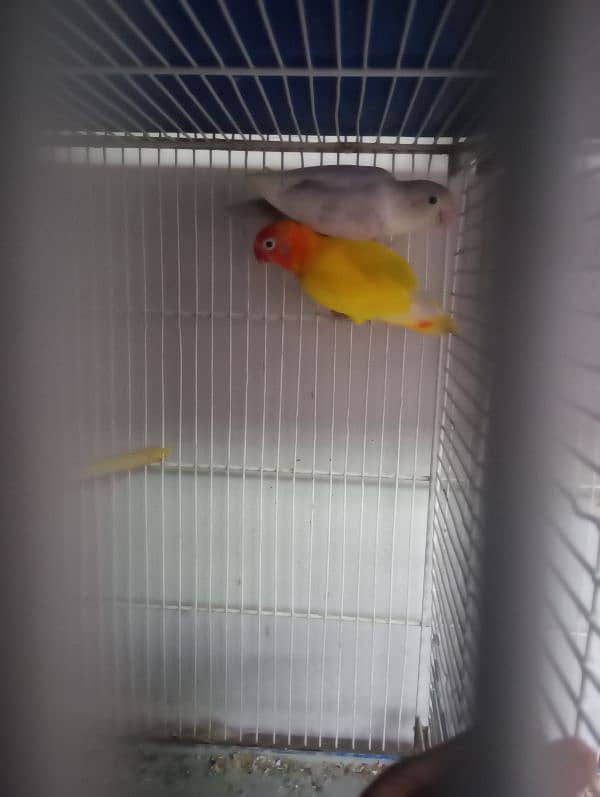 love bird for sale 3