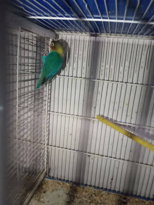 love bird for sale 2