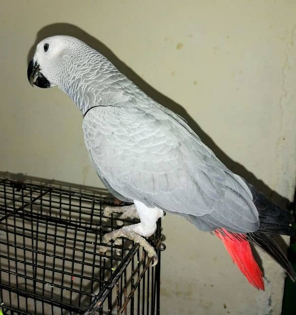 African Grey Parrot Cango African Grey Parrot chicks grey parrot 1