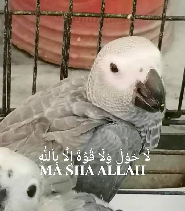 African Grey Parrot Cango African Grey Parrot chicks grey parrot 2