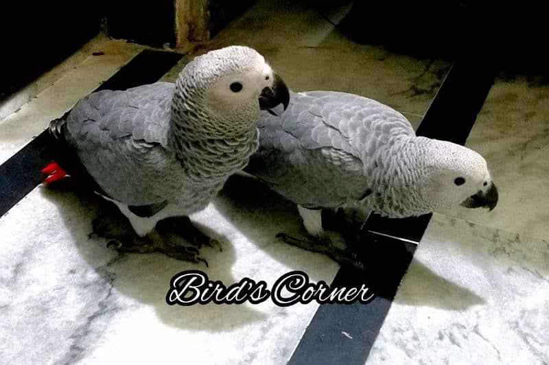 African Grey Parrot Cango African Grey Parrot chicks grey parrot 3