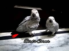 African Grey Parrot Cango African Grey Parrot chicks grey parrot 0