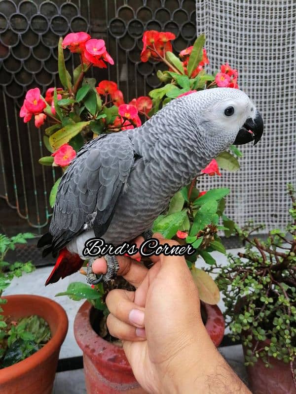 African Grey Parrot Cango African Grey Parrot chicks grey parrot 4