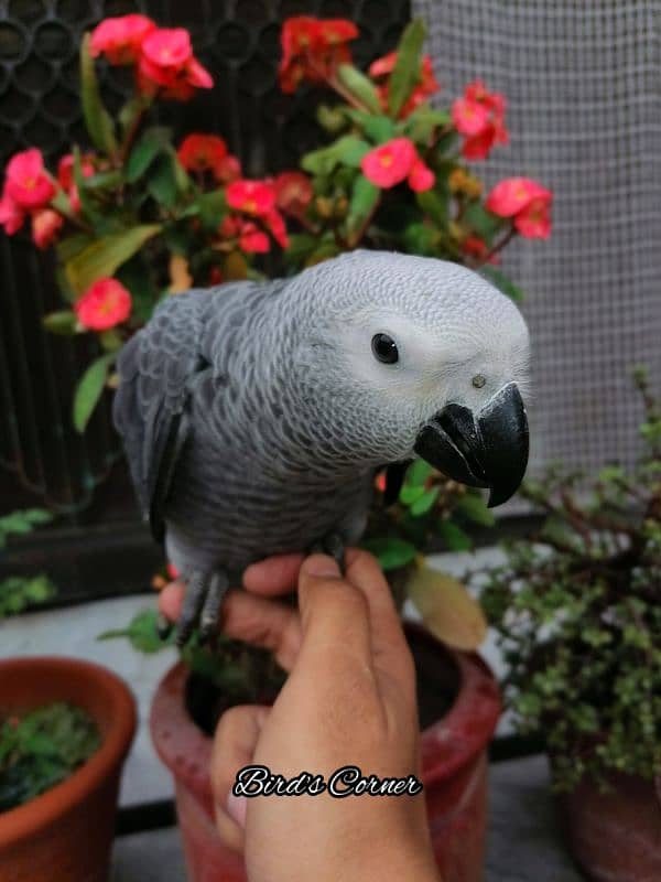 African Grey Parrot Cango African Grey Parrot chicks grey parrot 5