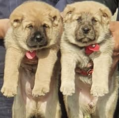 King Kurdish Kangal pair 2 months for sense security dog