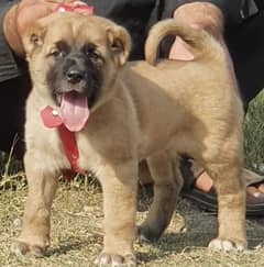 King Kurdish Kangal male 2 months for sense security dog