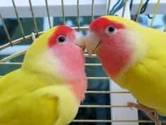 love birds for sale