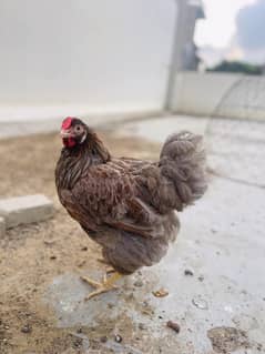 Blue Laced Wyandotte Female. Egg Laying