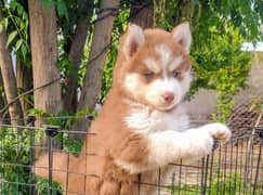 Siberian husky German shepherd puppy available