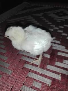 white Hera ka  chicks for sale