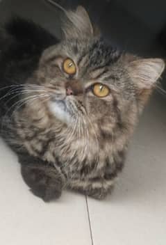 Persian Cat urgent urgent