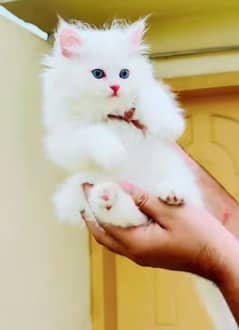 Persian beautiful Cat for sale0341/06/55/449 my WhatsApp number