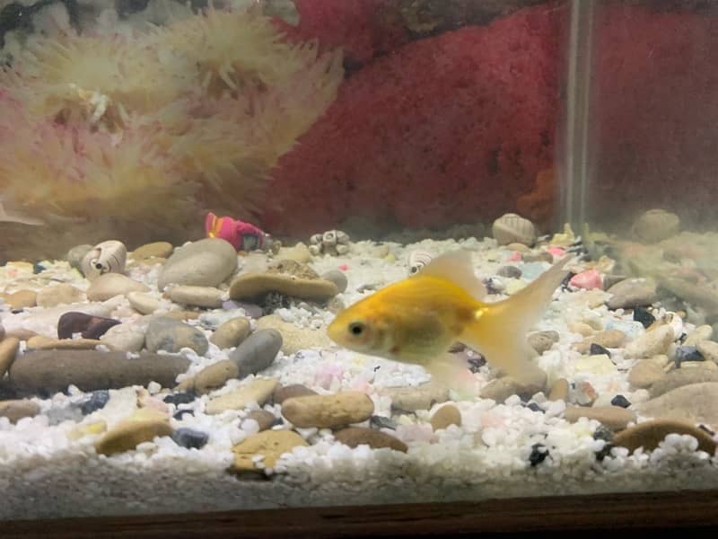 4 fish for sale serious buyer contact 1