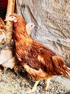 Lohman Brown | Golden  Misri Starter Hens (03477003707)